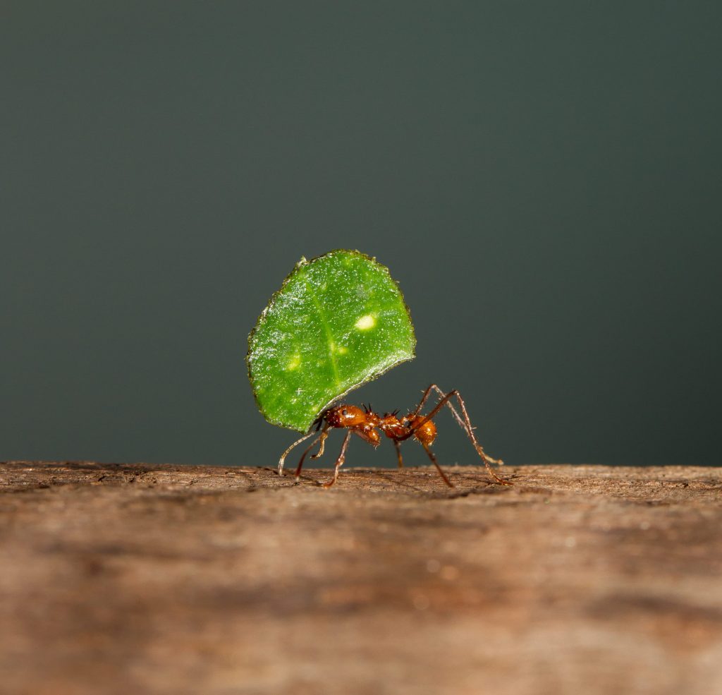 fourmis qui porte une feuille