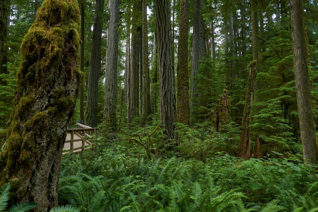 Forêt pluviale