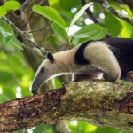 Fourmilier : Top 15 faits étonnants sur cet insectivore