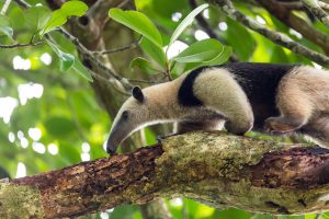 Fourmilier : Top 15 faits étonnants sur cet insectivore
