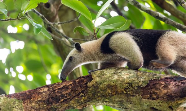 Fourmilier : Top 15 faits étonnants sur cet insectivore