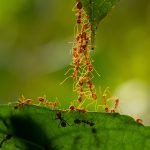 15 faits étonnants sur les fourmis