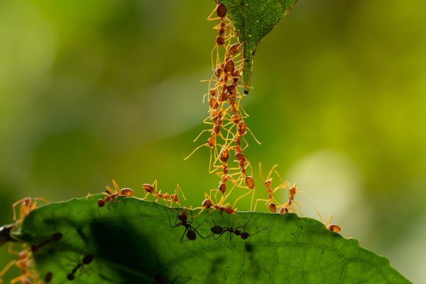 15 faits étonnants à savoir sur les fourmis