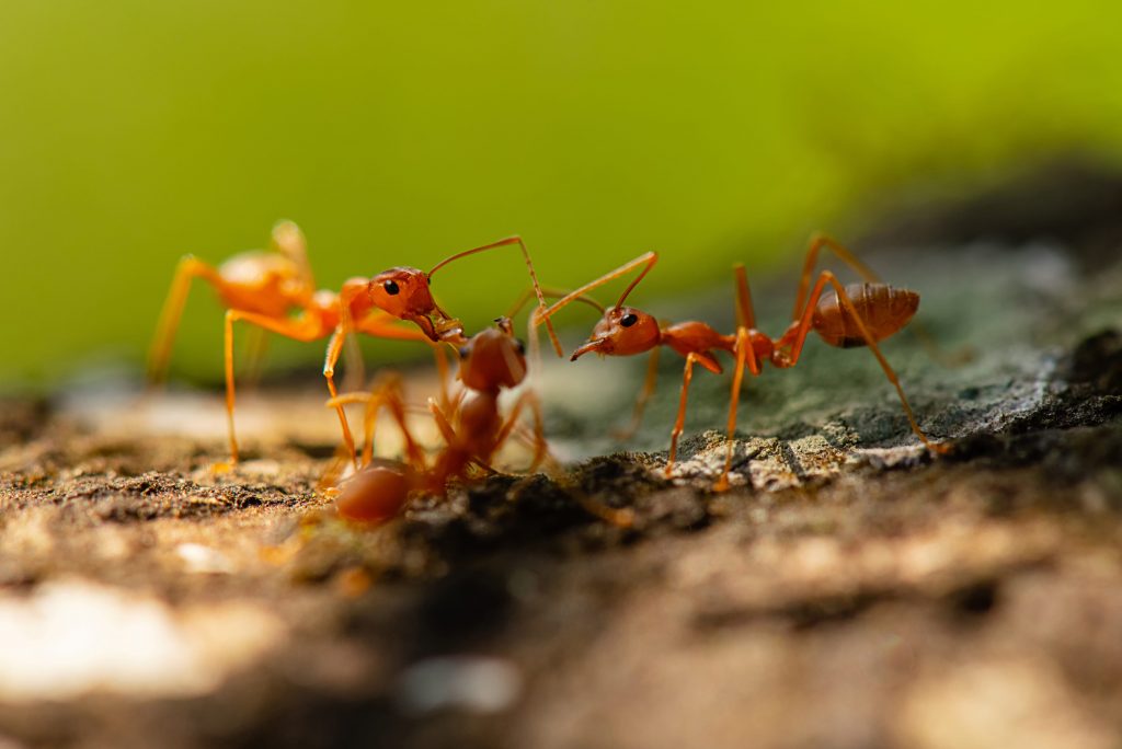 des fourmis qui travaillent en équipe