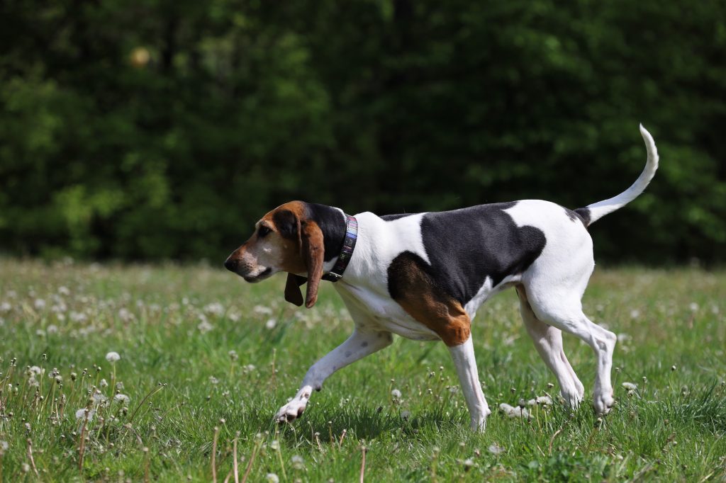 Foxhound Anglais