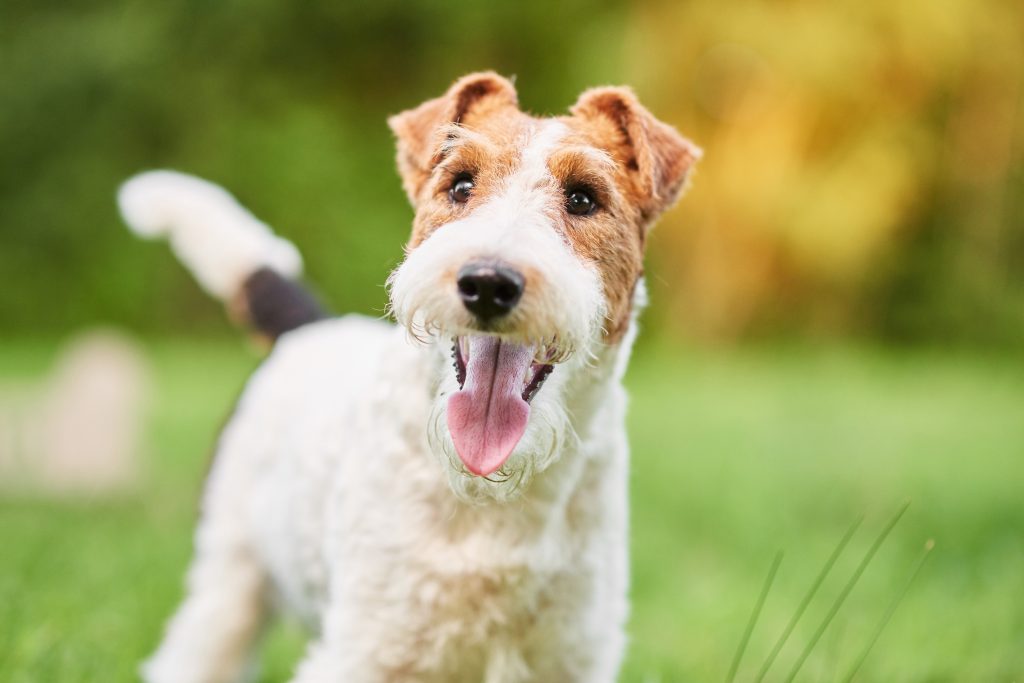 Fox Terrier