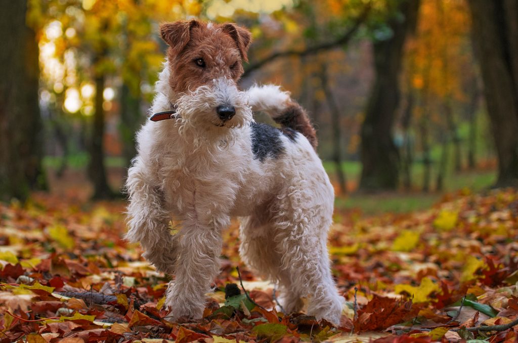 Fox Terrier