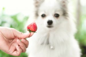 Quels fruits donner à son chien ?