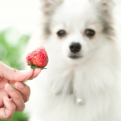 Mon chien peut-il manger des fruits ?