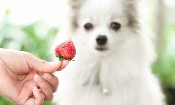 Quels fruits donner à son chien ?