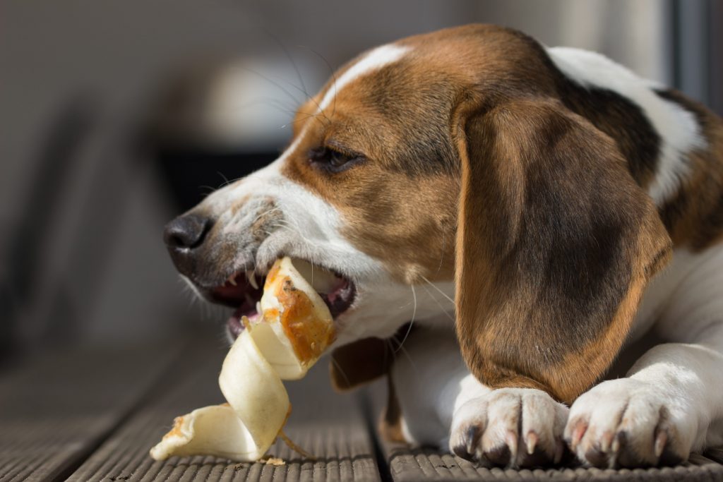 chien qui mange une friandise