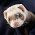 Stériliser son furet