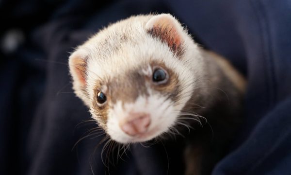 Stériliser son furet