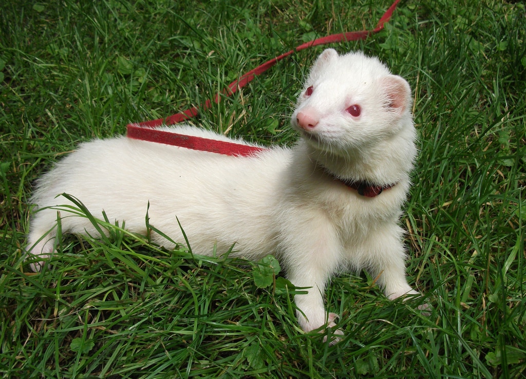 furet albinos