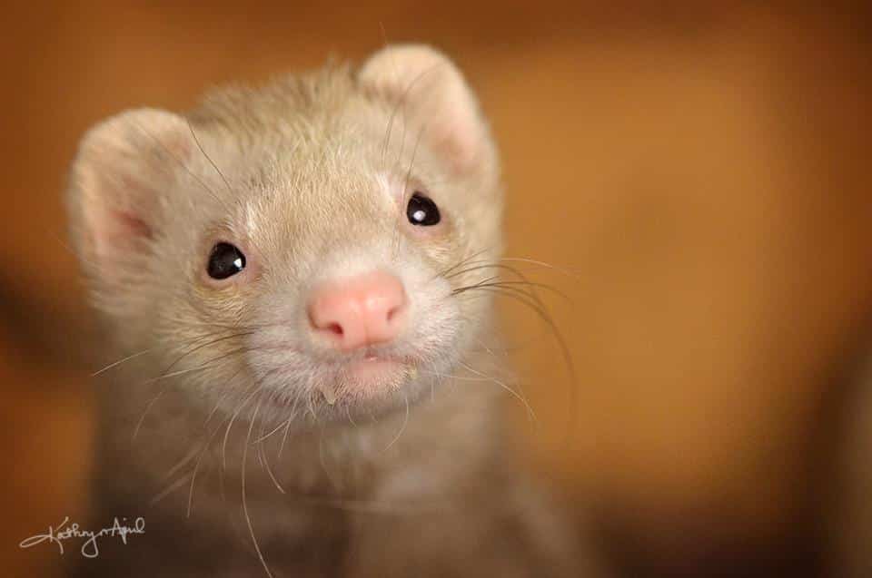 furet couleur cannelle