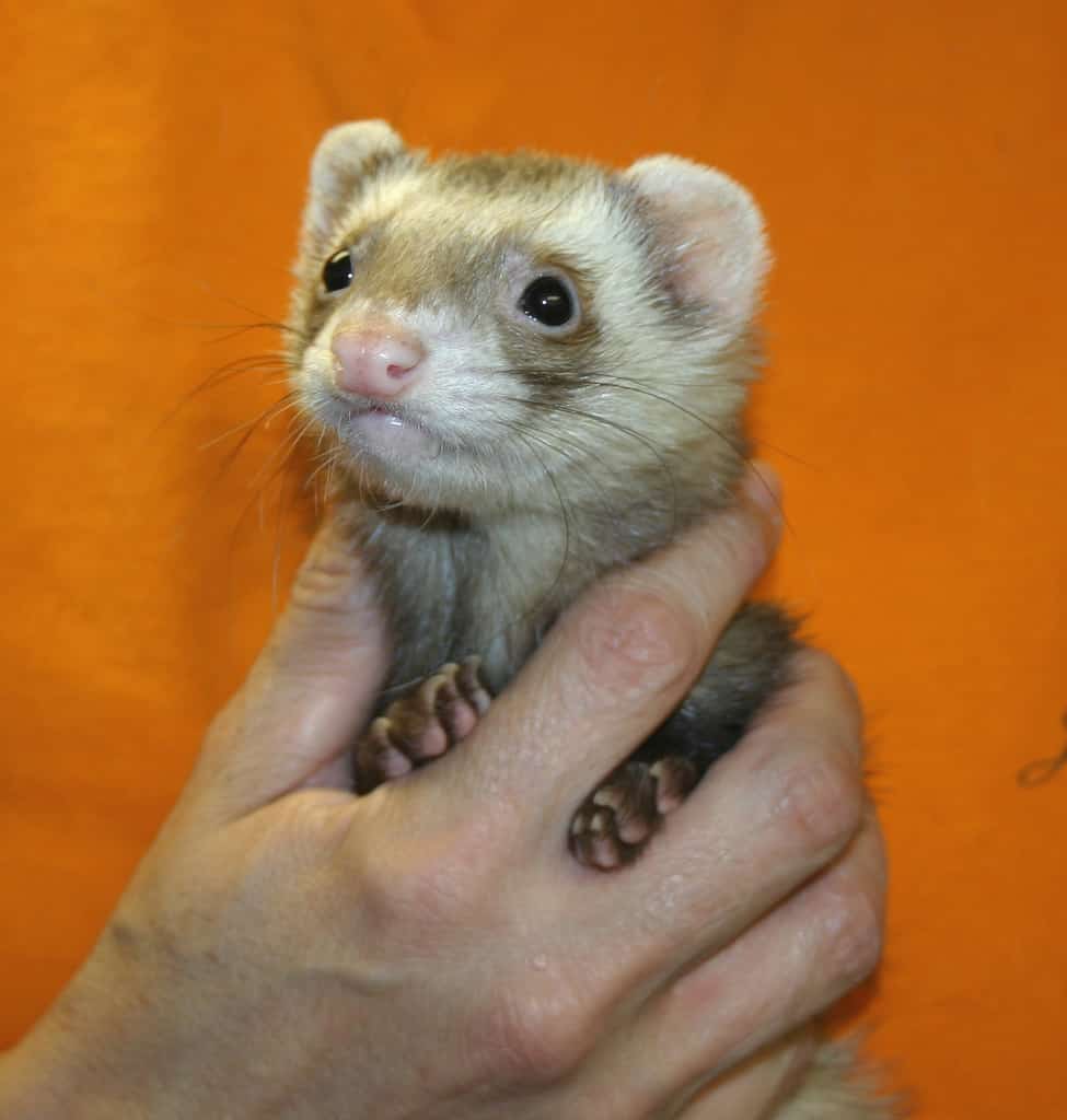 furet couleur chocolat