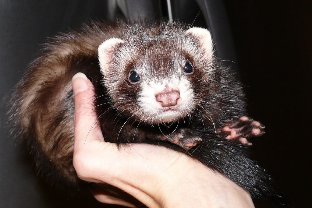 Comment choisir son furet ? Furets — Autour des animaux