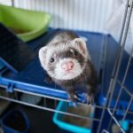 Cage du furet : la choisir et l’aménager