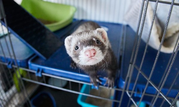Cage du furet : la choisir et l’aménager