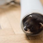 Jeux pour furet : des idées pour le divertir