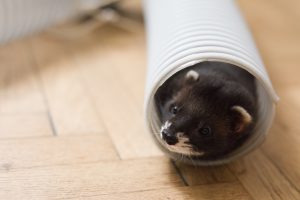 Jeux pour furet : des idées pour le divertir