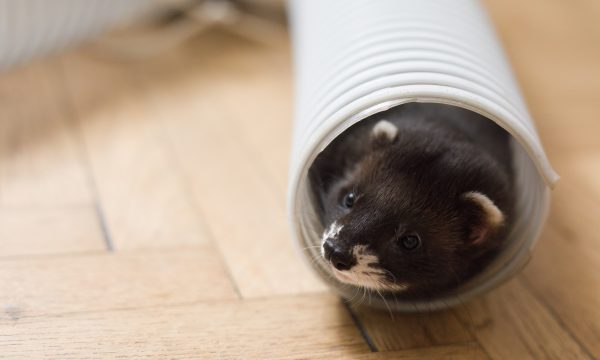 Jeux pour furet : des idées pour le divertir