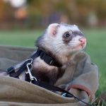 Comment choisir un furet ?