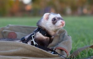 Comment choisir un furet ?