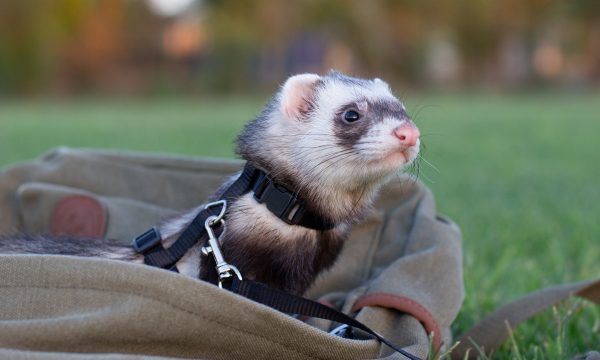 Comment choisir un furet ?