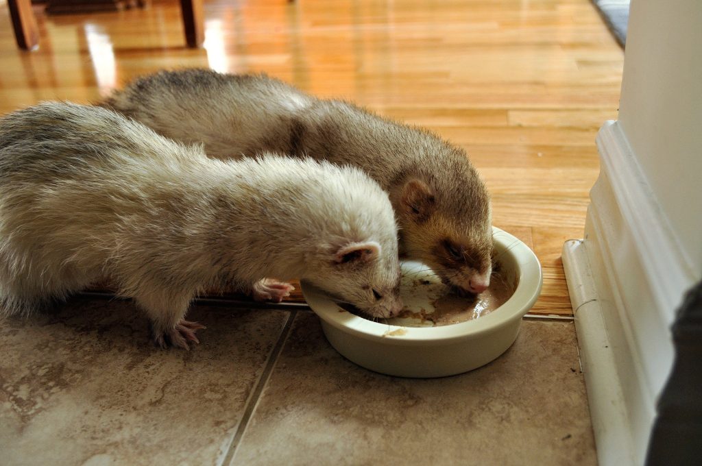 Nourriture appropriée au furet