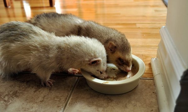 Alimentation du furet : comment le nourrir ?