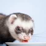 Friandises et compléments alimentaires idéals pour le furet
