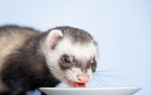 Friandises et compléments alimentaires idéals pour le furet