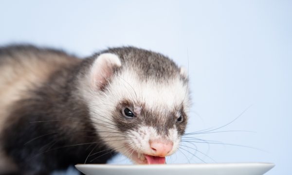 Friandises et compléments alimentaires idéals pour le furet
