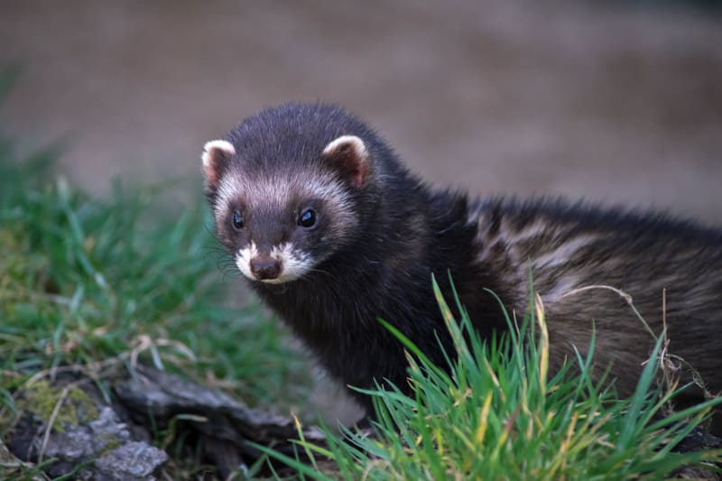 furet noir