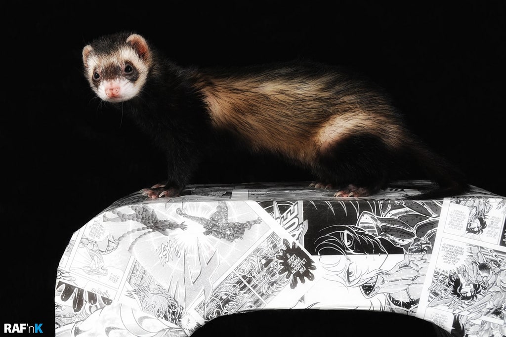 furet zibeline