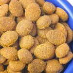 La transition alimentaire chez le chien : un changement progressif