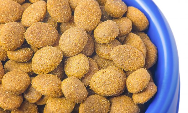 La transition alimentaire chez le chien : un changement progressif