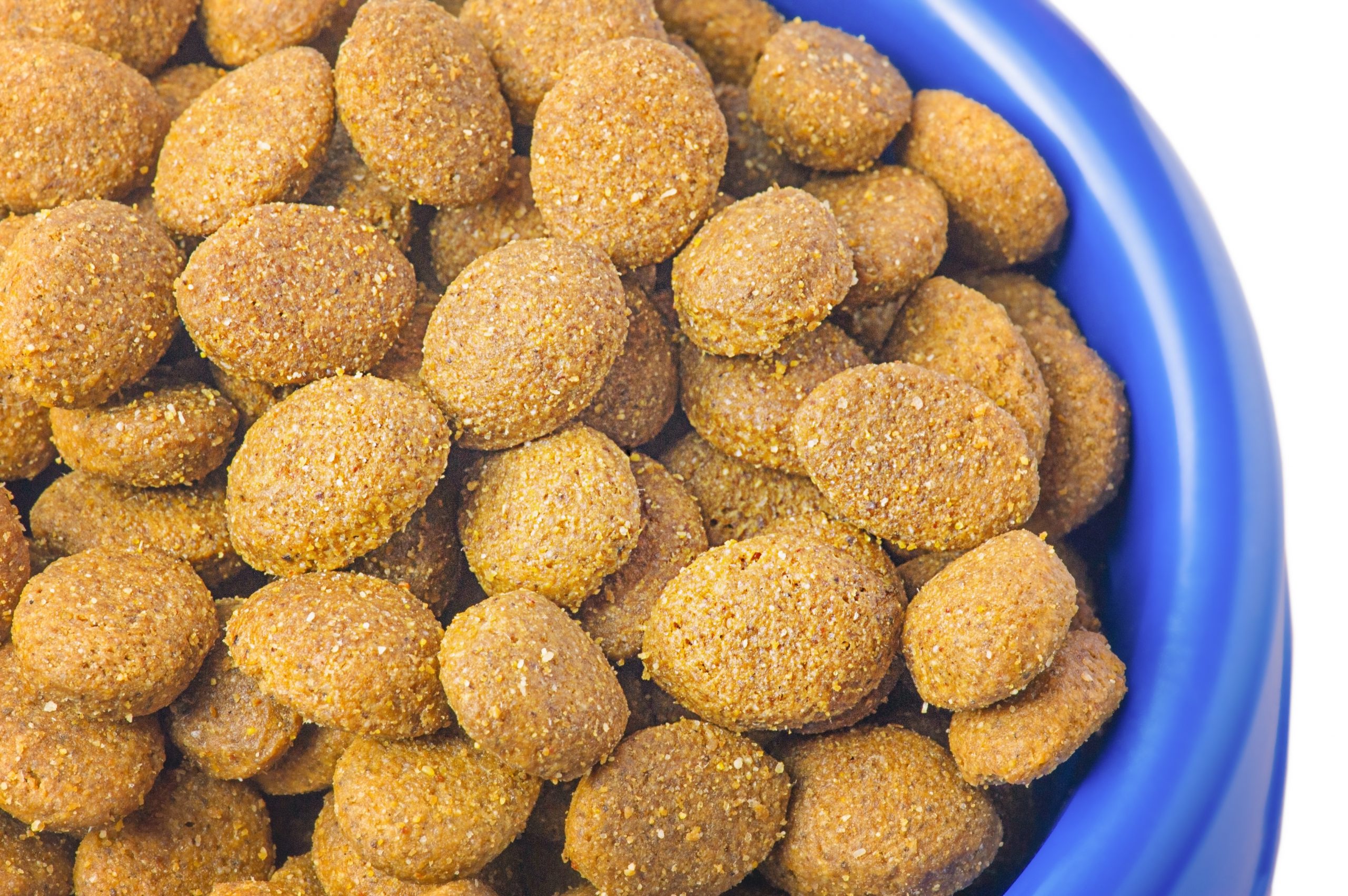 Transition croquette chien Comment procéder