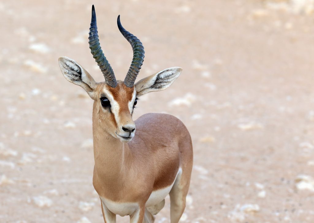 Gazelle de Dorcas