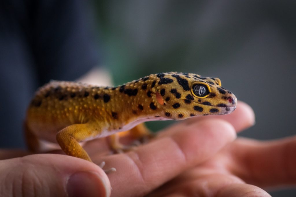 Gecko léopard