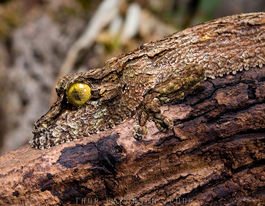 gecko à queue de feuille