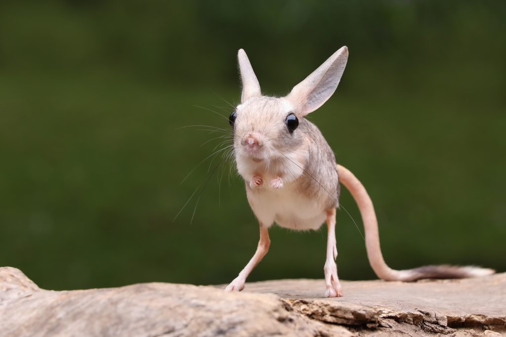 gerboise