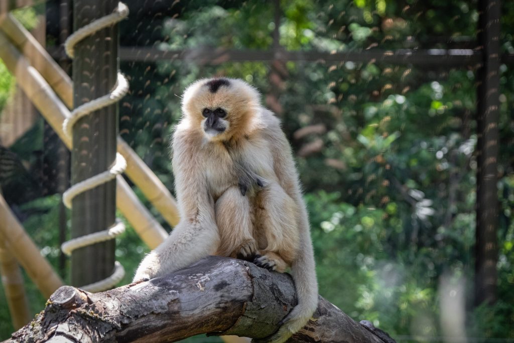 Gibbon