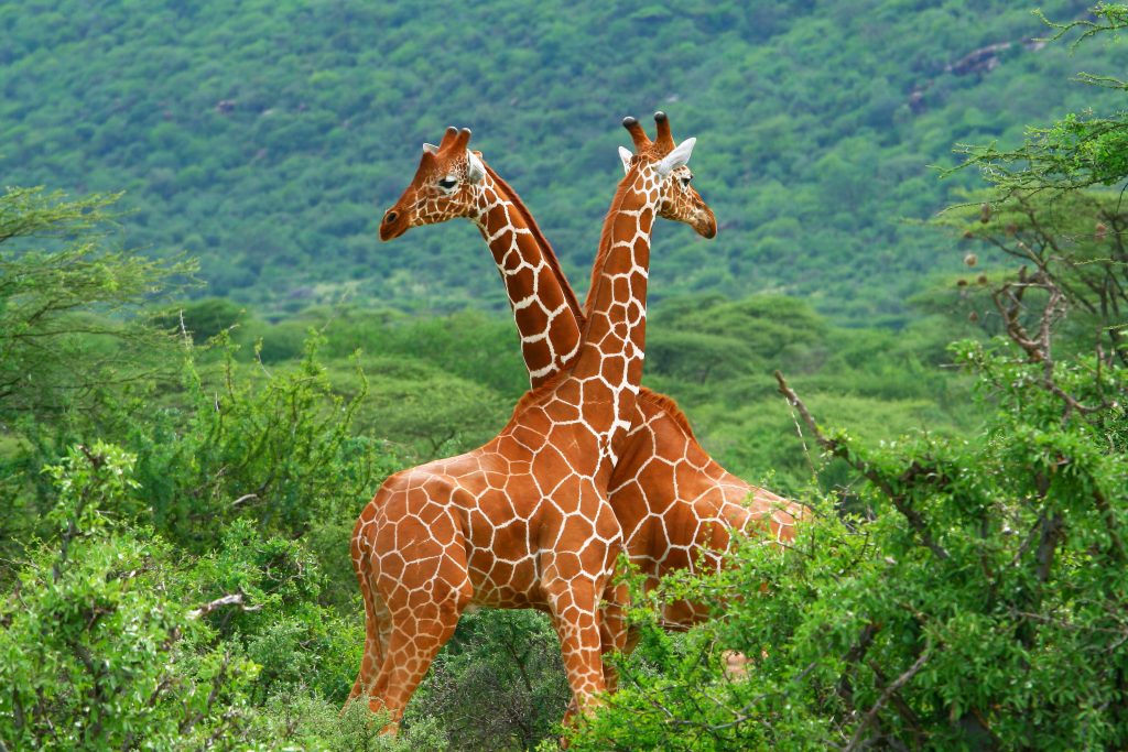Girafes