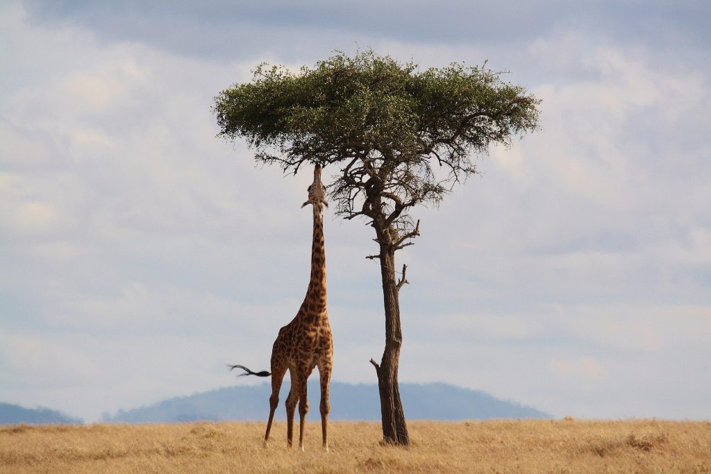 Giraffe au Kenya