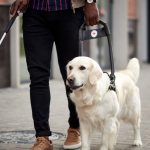 Chien guide d’aveugle : Top 10 races les plus efficaces