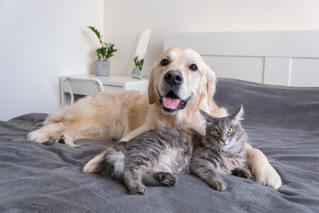 chien Golden et chat