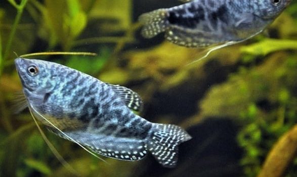 Gourami : espèces & variétés de poissons gourami
