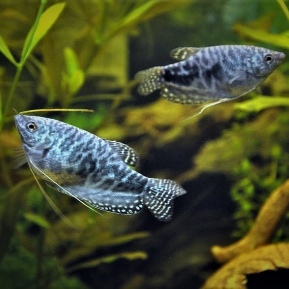 poisson gourami bleu